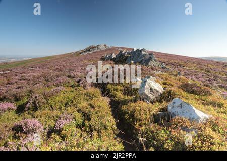 Heather auf Stiperstones National Nature Reserve in der Nähe von Shrewsbury in Shropshire, Großbritannien Stockfoto