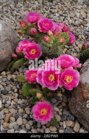 Fuchia-gefärbter Kaktus aus Kaktus aus Stachelpappe, der in einem Steingarten in Winkler, Manitoba, Kanada, blüht. Stockfoto