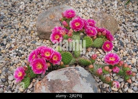 Fuchia-gefärbter Kaktus aus Kaktus aus Stachelpappe, der in einem Steingarten in Winkler, Manitoba, Kanada, blüht. Stockfoto