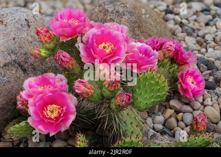 Fuchia-gefärbter Kaktus aus Kaktus aus Stachelpappe, der in einem Steingarten in Winkler, Manitoba, Kanada, blüht. Stockfoto