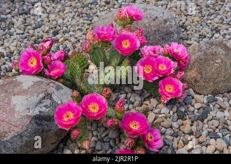 Fuchia-gefärbter Kaktus aus Kaktus aus Stachelpappe, der in einem Steingarten in Winkler, Manitoba, Kanada, blüht. Stockfoto