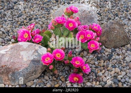 Fuchia-gefärbter Kaktus aus Kaktus aus Stachelpappe, der in einem Steingarten in Winkler, Manitoba, Kanada, blüht. Stockfoto