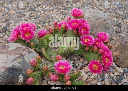 Fuchia-gefärbter Kaktus aus Kaktus aus Stachelpappe, der in einem Steingarten in Winkler, Manitoba, Kanada, blüht. Stockfoto