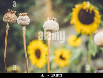 Sonnenblumen und Mohnköpfe in den von Mauern umgebenen formalen Gärten im Rousham House, Oxfordshire. Stockfoto
