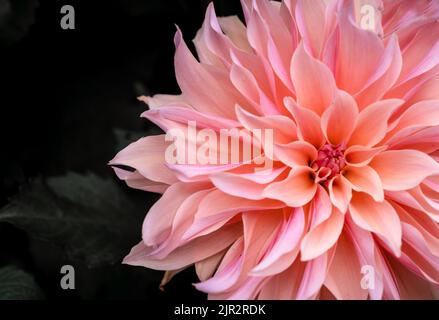 Wunderschöne Dahlien in den ummauerten formalen Gärten im Rousham House, Oxfordshire. Stockfoto