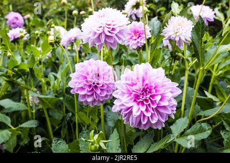 Wunderschöne Dahlien in den ummauerten formalen Gärten im Rousham House, Oxfordshire. Stockfoto