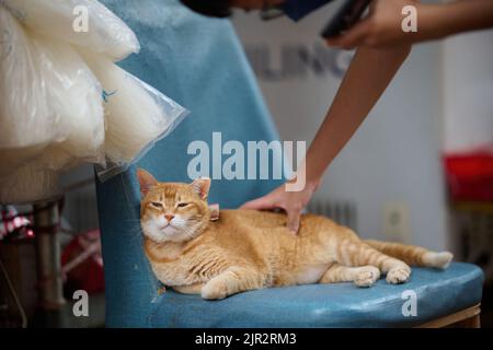 Eine Nahaufnahme einer orangefarbenen flauschigen Katze, die auf dem Stuhl liegt Stockfoto