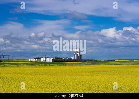 Ein Getreideaufzug auf den Prärien mit einem gelb blühenden Rapsfeld im Süden von Saskatchewan, Kanada. Stockfoto