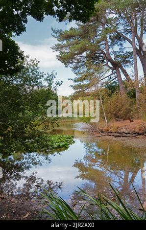 Der Ornamental Lake am Southampton Common, Southampton Großbritannien während der Dürre von 2022. Stockfoto