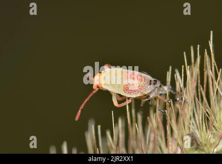 Reisstinken die Käfer-Nymphe (Oebalus pugnax), die ihre Haut auf einen Pflanzensamenkopf in Houston, TX, streute. Ein großer landwirtschaftlicher Schädling in den südlichen USA. Stockfoto