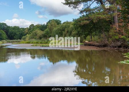 Der Ornamental Lake am Southampton Common, Southampton Großbritannien während der Dürre von 2022. Stockfoto