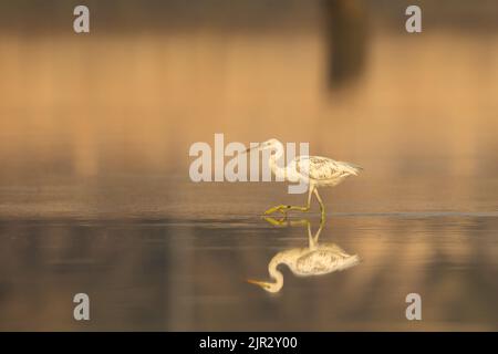 Westliche Riffreiher, weiße Morphjagd im goldenen Licht, Arad, Bahrain Stockfoto