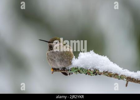 Ein Annas Kolibri (Calypte anna), der auf einem schneebedeckten Ast thront Stockfoto