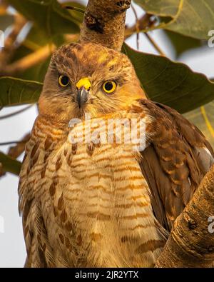 Eine Shikra, die in leichter Stimmung in die Kamera schaut Stockfoto