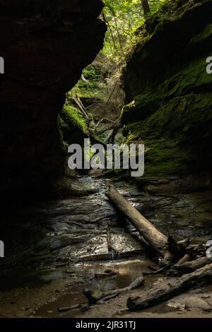 Eine dunkle Landschaft aus zerbrochenen Baumstämmen auf einem feuchten schlammigen Boden zwischen Klippen in einem Wald Stockfoto