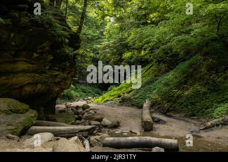 Eine schöne Aussicht auf zerbrochene Baumstämme, die auf dem nassen schlammigen Boden in einem Wald liegen, der dicht mit Bäumen bedeckt ist Stockfoto