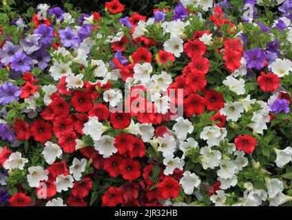 Petunia, weiß, lila blau, rot, überhängende Gartenwand, Gartenblumen, Bettenpflanzen, Norfolk, England Stockfoto