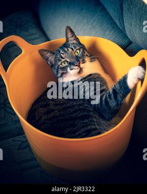 Katze im Korb Stockfoto