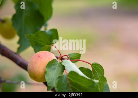 Aprikose auf dem Ast im Fokus. Obst Produktion Hintergrundbild. Aprikosenbaum. Stockfoto