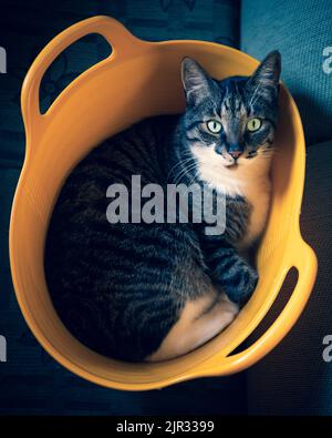 Katze im Korb Stockfoto
