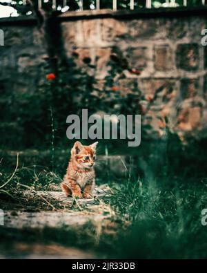 Winziges ingwerfarbenes Kätzchen sitzt allein in einem rustikalen Garten Stockfoto