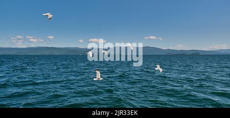 Baikalmöwen fliegen über Wasser. Chivyrkuisky Bucht des Baikalsees, Russland. Stockfoto