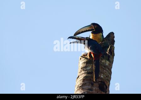Eine Nahaufnahme von zwei Arakari-Tukanen mit Kragen und großen Scheinen, die auf einem zerbrochenen Baum sitzen. Stockfoto