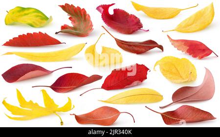 Einzelne Herbstblätter fallen. Sammlung von roten und gelben Blättern von Bäumen und Sträuchern liegen auf dem Boden isoliert auf weißem Hintergrund Stockfoto