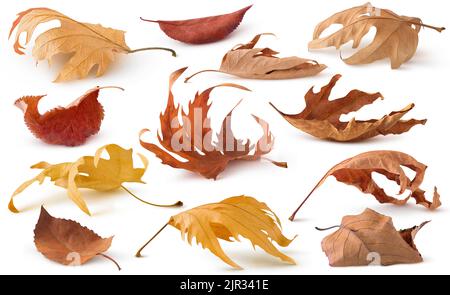 Isolierte Sammlung getrockneter Blätter. Braune, trockene Herbstbaumblätter liegen auf dem Boden mit Schatten isoliert auf weißem Hintergrund Stockfoto