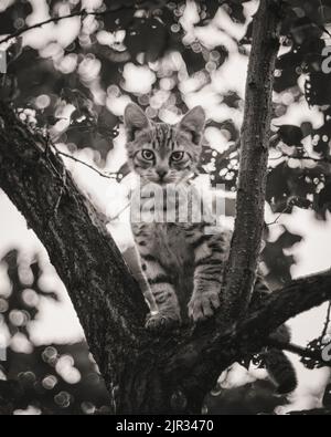 Schwarz-Weiß-Porträt eines getigerten Kätzchens, das in einem Baum sitzt Stockfoto