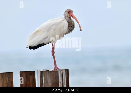 Ein eineinziger amerikanischer weißer Ibis (Eudocimus albus), der auf Holzpfosten auf einem Pier in San Pedro, Belize, Mittelamerika, thront. Stockfoto