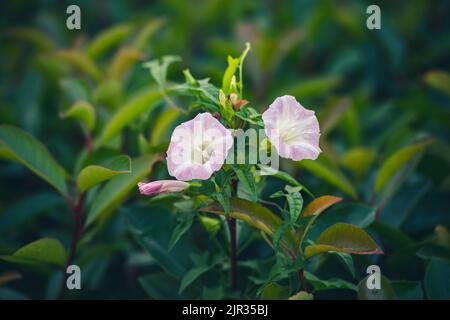 Nahaufnahme des rosafarbenen Morgens Stockfoto