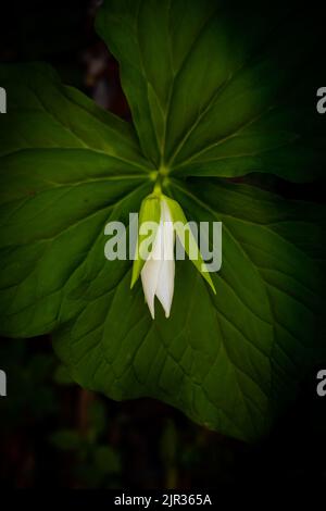 Trillium Bloom beginnt sich über große Blätter zu öffnen Makrofoto Stockfoto