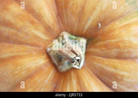 Kürbis. Oranger Kürbis von oben. Herbstgemüse. Stockfoto