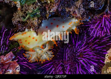 Clown Dorid, Triopha catalinae, mit Purple Sea Seeigel am Tongue Point im Salt Creek Recreation Area entlang der Straße von Juan de Fuca, Olympic Penins Stockfoto