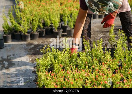 Bauer in roten Handschuhen kümmert sich um üppige Topfpflanzen, die an sonnigen Tagen in Reihen im ländlichen Garten stehen Stockfoto