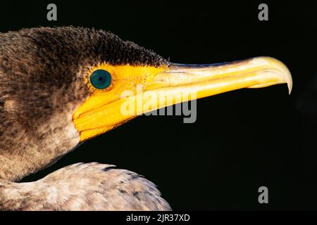 Schöne blau-blaugrüne aquamarinfarbene Farbe von Doppelcrestensauge und goldgelber Hakenschnabel im Nahaufnahme-Portrait in Delray Beach, Florida, Unite Stockfoto