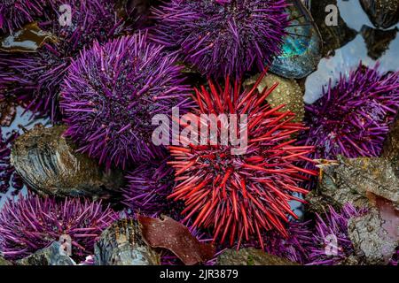 Purple und Red Sea Seeigel am Tongue Point im Salt Creek Recreation Area entlang der Straße von Juan de Fuca, Olympic Peninsula, Washington State, USA Stockfoto