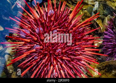 Seeigel am Roten Meer, Mesocentrotus franciscanus, am Zungenpunkt im Erholungsgebiet Salt Creek entlang der Straße von Juan de Fuca, Olympic Peninsula, Waschen Stockfoto