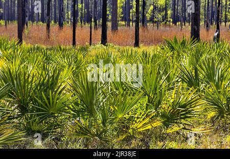 Palmetto wurde von den Schwalben im Vordergrund der Landschaft am Straßenrand des Longleaf Pine Forest im Ochlockonee River State Park in Florida Panhandle gesehen Stockfoto