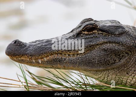 American Alligator im Nahaufnahme-Kopfportrait mit grünen Stielen im Brazoria National Wildlife Refuge an der texanischen Golfküste in den USA Stockfoto