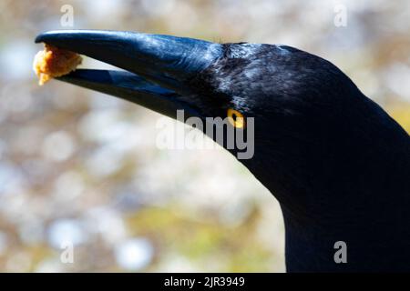 Schwarze Johannisbeeren mit gestohlenem Leckerbissen im Schnabel am Ronny Creek im Cradle Mountain National Park in Tasmanien, Australien Stockfoto