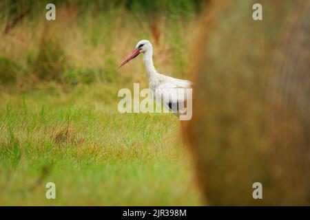 Weißer Storch - Ciconia ciconia auf dem Sommerfeld in Europa auf der Suche nach dem Essen. Großer schwarz-weißer Vogel mit dem roten Schnabel, der Würmer und Nagetiere frisst Stockfoto