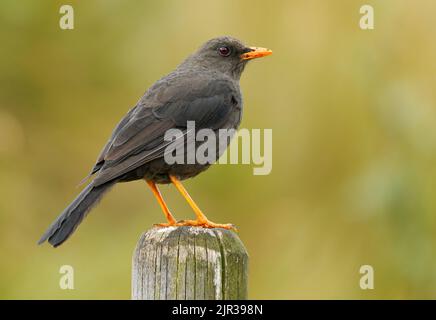 Great Thrush - Turdus fuscater Vogel in Turdidae in Südamerika gefunden, bewohnt subtropische oder tropische feuchte Bergwälder und hoch gelegenen Strauch Stockfoto