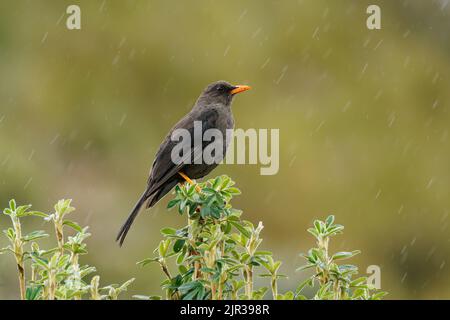 Great Thrush - Turdus fuscater Vogel in Turdidae in Südamerika gefunden, bewohnt subtropische oder tropische feuchte Bergwälder und hoch gelegenen Strauch Stockfoto