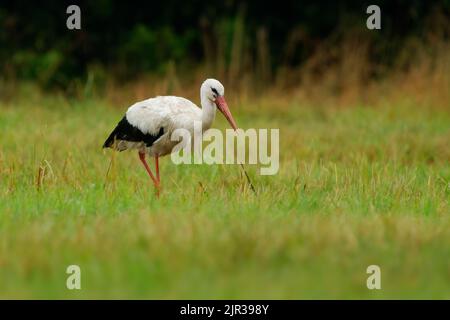 Weißer Storch - Ciconia ciconia auf dem Sommerfeld in Europa auf der Suche nach dem Essen. Großer schwarz-weißer Vogel mit dem roten Schnabel, der Würmer und Nagetiere frisst Stockfoto