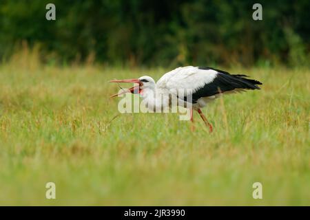 Weißer Storch - Ciconia ciconia auf dem Sommerfeld in Europa auf der Suche nach dem Essen. Großer schwarz-weißer Vogel mit dem roten Schnabel, der Würmer und Nagetiere frisst Stockfoto