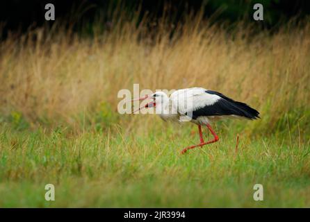 Weißer Storch - Ciconia ciconia auf dem Sommerfeld in Europa auf der Suche nach dem Essen. Großer schwarz-weißer Vogel mit dem roten Schnabel, der Würmer und Nagetiere frisst Stockfoto