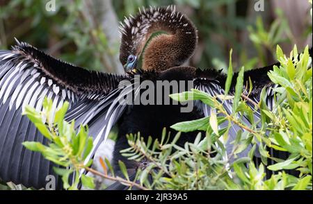 Die Erwachsene Anhinga öffnet Flügel und zeigt ein Brutgefieder, während sie auf Bird Island am Ponte Vedra Beach, Florida, USA, inmitten von Laubblättern abgesondert wird Stockfoto