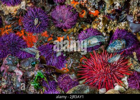 Purpur- und Rotseeigel mit samtigem rotem Sponge (wahrscheinlich) am Tongue Point im Erholungsgebiet Salt Creek entlang der Straße von Juan de Fuca, Olympic Stockfoto